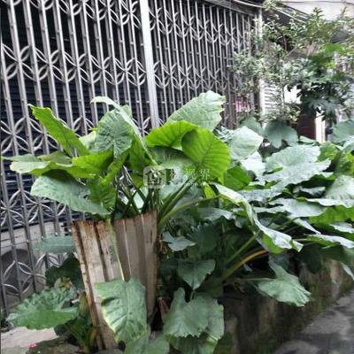 白鹿商城